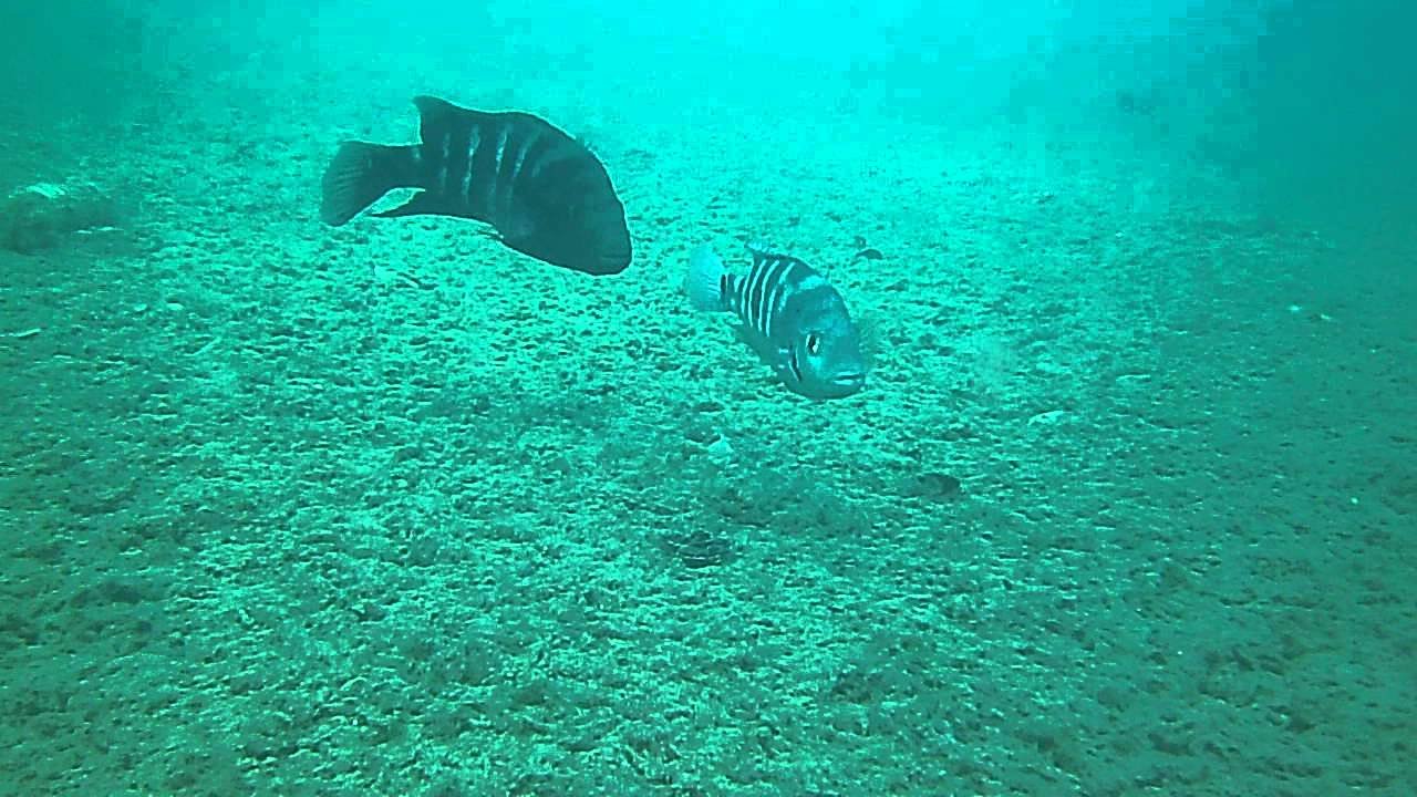 ArrowMojarra